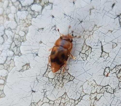 Epuraea ocularis